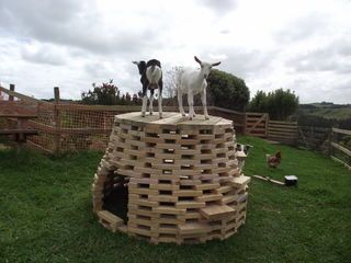 Picture of A Post Apocalypse, Post Global Warming Igloo OR the Playhive - a Climbing Frame for Baby Goats or Children Goat Playground, Goat Toys, Goat House, Diy Yoga, Jungle Gym, Goat Farming, Climbing Frame, Baby Goats, Post Apocalypse