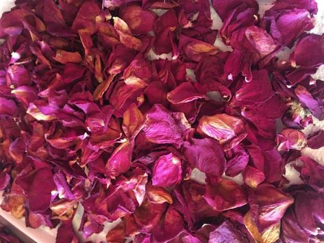 While beautiful to look at, here's why you should pluck some rose petals from your garden. #4 and #6 are my favorite ways to use them! Rose Petal Ideas Romantic, Rose Petal Uses, Homemade Extracts, Homemade Rose Water, Rose Magic, Rose Petal Jam, Rose Ideas, Rose Petal Bath, Fresh Rose Petals