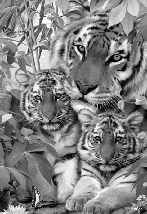 Tiger Cubs, Drawing Patterns, Tiger Pictures, Big Cats Art, Cat Coloring Page, Tiger Art, Photography 101, Tiger Tattoo, Grayscale Coloring