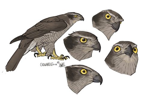 🦩 Crow Artist 🦩 Twitterissä: "My favourite bird of prey is the Northern Goshawk! 😍 What a powerful huntress! https://t.co/CZnz5eE5JW" / Twitter Hawk Character Design, Wings Tutorial, Northern Goshawk, Art Help, Bird Of Prey, Prehistoric Art, Animal Study, Bird Wings, Character Inspo