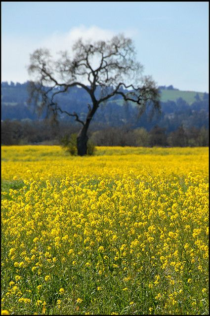 Yellow Field, Mustard Field, Mustard Field Aesthetic, Mustard Field Painting, Mustard Field Photography, Yellow Meadow, Yellow Flower Field Aesthetic, Field Of Yellow Flowers Painting, Mustard Flowers Field