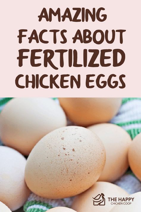 Stages Of Chicken Egg Development, Fertilized Chicken Eggs, Chicken Eggs Hatching, Egg Candling, Hatching Chickens, Egg Nutrition, Hatching Chicks, Chicken Health, Egg Incubator