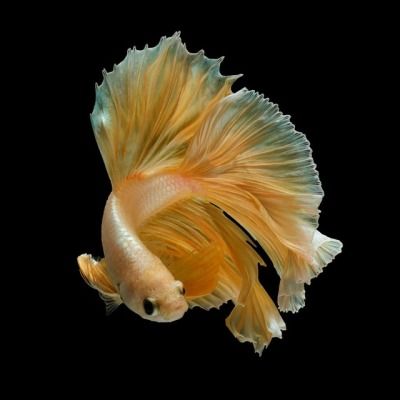 Betta Fish by Kidsada Manchinda Orange Betta Fish, Betta Wallpaper, Aesthetic Fishing, Fighter Fish, Fish Tank Ideas, Fish Aesthetic, Fish Tank Themes, Betta Fish Types, Betta Fish Care