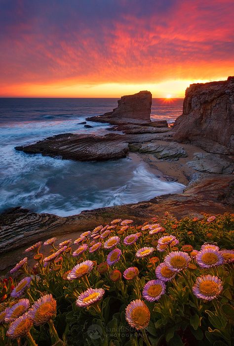 Jeff Lewis, Spring Scene, Santa Cruz California, Camping Lights, California Coast, Amazing Nature, Sunrise Sunset, Beautiful Nature, See You