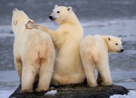 Kermode Bear, Polar Bear Family, Spectacled Bear, American Black Bear, Sloth Bear, Baby Polar Bears, Baby Otters, Animal Images, Bear Family