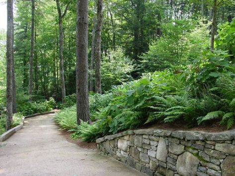 Western North Carolina Landscaping, Mountain Landscaping, Creek Landscaping, Shade Landscaping, Landscaping Around House, Mulch Landscaping, Natural Landscaping, Driveway Landscaping, Plant Help