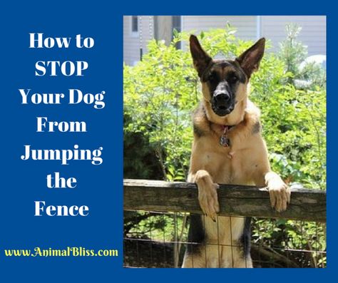 How to Stop Your Dog From Jumping the Fence Dog Jumping Fence, Jumping Over Fence, Trained Dog, Jumping Dog, Dog Training Tools, Today Tips, Dog Training Classes, House Training Dogs, Cute Dog Photos