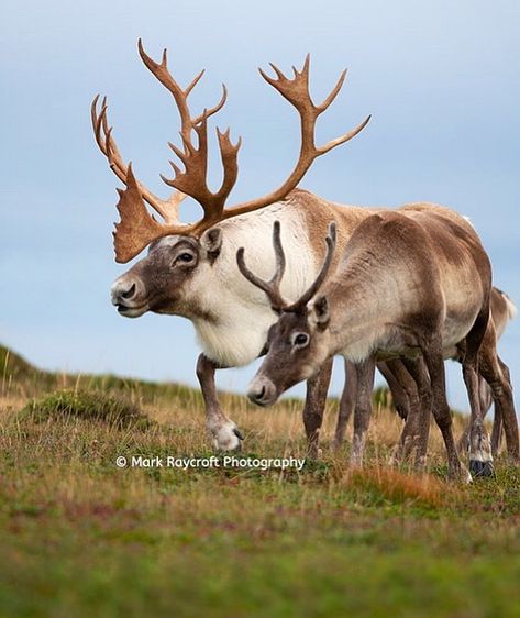 Mark Raycroft sur Instagram : An image that highlights the difference between male and female caribou antlers. Caribou are the only antlered species where both species… Caribou Antlers, Racoon, Wildlife Animals, Male And Female, Antlers, Moose, Reindeer, Animal Lover, Deer