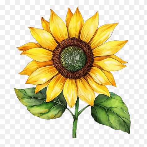 Transparent background sunflower clipart Background Sunflower, Monster Clipart, Project Theme, Sunflower Clipart, Color Png, Blue Graduation, Big Brown Eyes, Flower Bunch, Cute Cartoon Characters