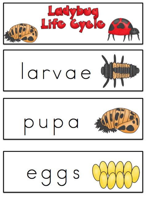 Preschool Printables: Free Ladybug Life Cycle Vocabulary Cards                                                                                                                                                                                 More Life Cycle Of A Ladybug Preschool, Ladybug Life Cycle Preschool, Frog Life Cycle Printable, Preschool Printables Free, Life Cycle Of A Ladybug, Salmon Life Cycle, Ladybugs Preschool, Penguin Life Cycle, Life Cycles Preschool