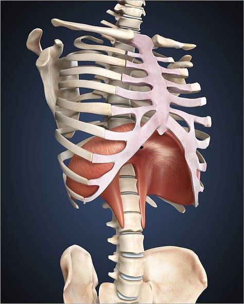 Diaphragm Anatomy, Skeleton Spine, Bones Human, Thoracic Cage, Axial Skeleton, Body Human, Human Organs, Bolesti Chrbta, Human Spine