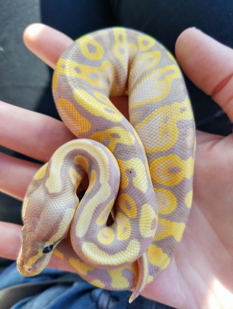 Banana Calico Ball Python Ball Python Pet, Danger Noodle, Snake Photos, Era Aesthetic, Python Regius, Healing Era, Pretty Snakes, Reptile Room, Ball Python Morphs