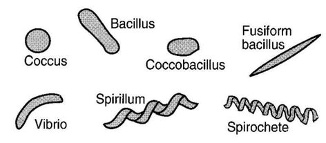 Bacteria cells: cell wall, shapes, labeled diagram and structure - Jotscroll Bacterial Cell Structure, Wall Shapes, Bacteria Shapes, Types Of Bacteria, Nuclear Membrane, Cell Diagram, Osmotic Pressure, Prokaryotic Cell, Gram Negative Bacteria