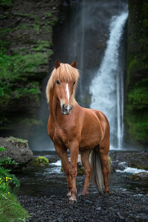 Cute Animals Drawings, Night Horse, Elegant Landscape, Beautiful Horses Photography, Ice Caves, Elegant Horse, Cute Horse Pictures, Icelandic Horse, Most Beautiful Horses