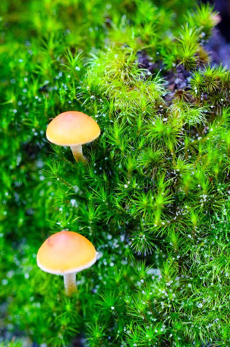 Moss Umbrella, Plant Fungus, Forest Floor, The Forest, Dandelion, Umbrella, Forest, Deviantart, Plants