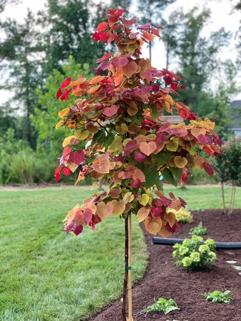 Along House Landscaping Ideas, Lombardi Poplar Trees, Small Tree To Plant Near House, Mini Trees Landscaping, Red Bud Trees Landscaping, Flame Thrower Redbud Tree, Ornamental Trees Landscaping, Fall Landscaping Front Yard, Fall Garden Ideas