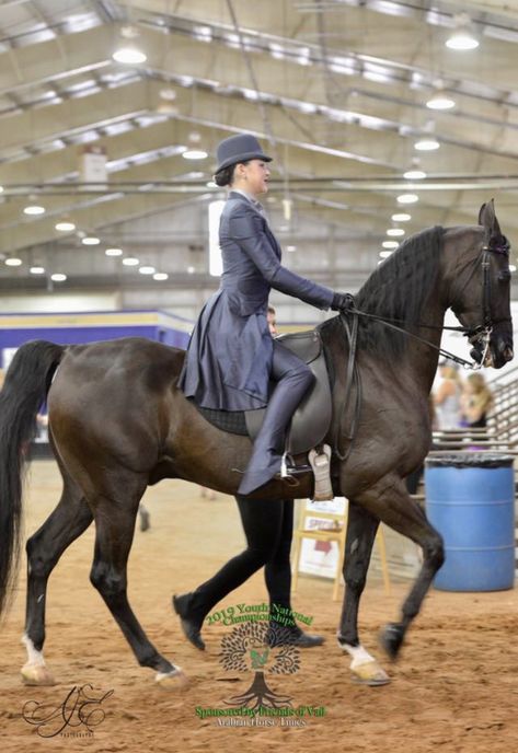 Saddleseat Equitation Suit, Saddleseat Riding, Saddleseat Equitation, Saddlebred Horses, American Saddlebred Horses, Horse Riding Outfit, American Saddlebred, Animal Reference, Akhal Teke