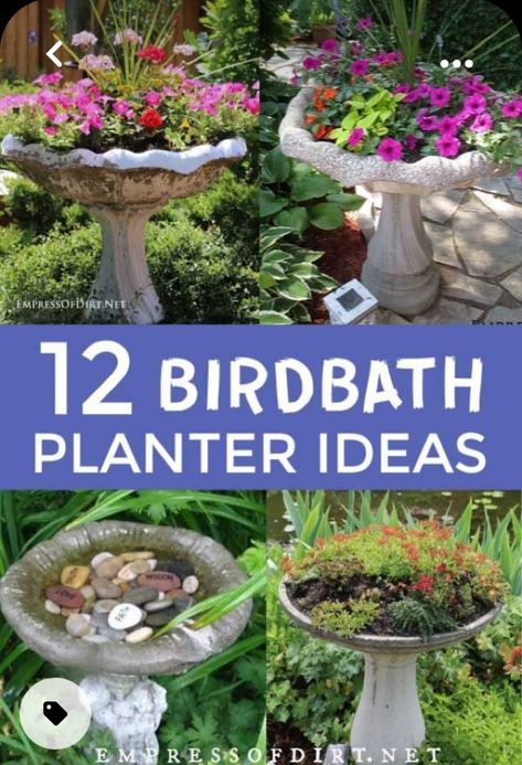 Birdbath Fairy Garden Ideas, Ideas For Bird Baths, Planted Bird Bath, Birdbath Repurpose Ideas, Plants In Bird Bath, Repurpose Bird Bath, Large Bird Bath Ideas, Bird Bath Flower Bed, Bird Bath With Flowers