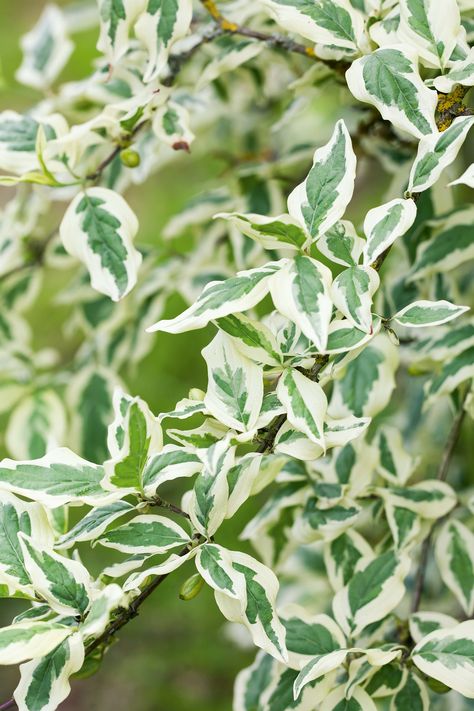 Loveliest variegated plants to grow White And Green Plants, Variegated Privet, Chanel Flower, Flower Board, Plants To Grow, Variegated Plants, White Garden, Flowering Plants, White Gardens