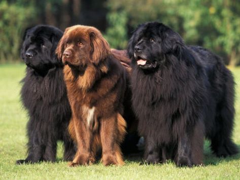 Carácter de la raza de perro terranova Newfoundland Puppies, Brown Dogs, Newfoundland Dogs, Terra Nova, Dream Dog, Newfoundland Dog, St Bernard, Large Dog Breeds, Pyrenees