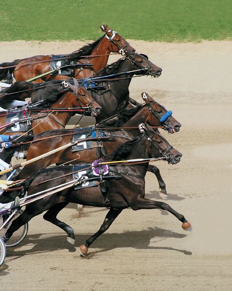 TrottersSteppingOut-8x10 Standardbred Racing, Trotting Horse, Standardbred Horse, Western Pleasure Horses, Barrel Racing Saddles, Comic Frame, Horse Riding Outfit, Horse Halters, Horse Show Clothes