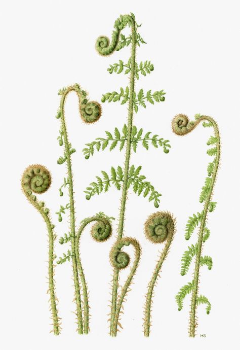 Holly Somerville Botanical Artist Of Illustrations, Paintings - Fern Botanical Drawing Fern Frond Drawing, Fiddlehead Fern Drawing Botanical Illustration, Painting Ferns, Fern Botanical Illustration, Fern Drawing, Fiddlehead Fern, Fern Images, Fiddlehead Ferns, Botanical Drawing