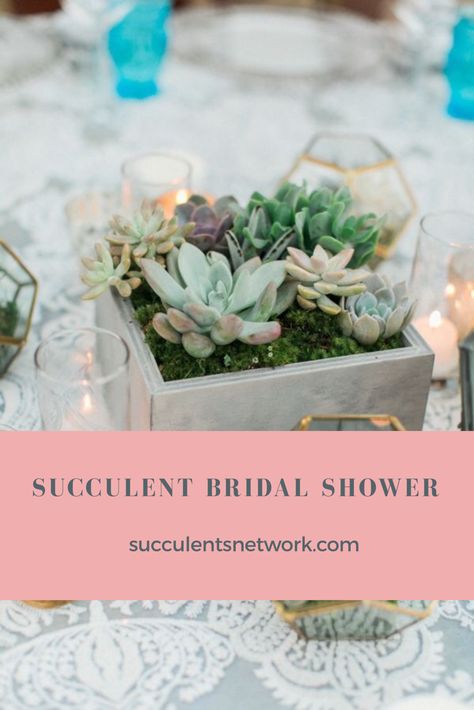 Succulent Bridal Shower Theme!! The new trend for celebrations is succulents #succulents #wedding #bridalshower #celebration #summertime #succulentplant #themedparties #theme #woman Watch Love Grow Bridal Shower Theme, Succulent Bridal Shower Centerpieces, Succulent Bridal Shower Theme, Succulent Centerpieces Party, Let Love Grow Bridal Shower Theme, Succulent Bridal Shower Ideas, Shower Colors, Bridal Shower Colors, Succulents Wedding