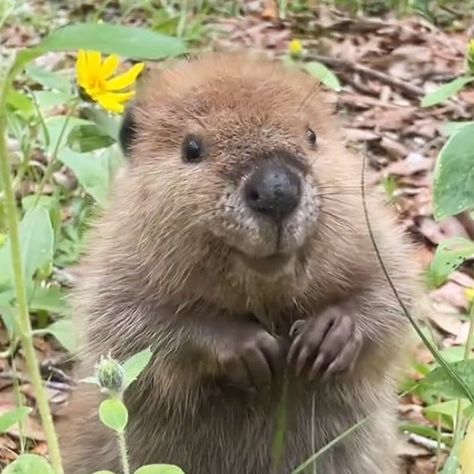 Beaver Cute, Baby Wombat, Baby Beaver, Trend Tiktok, Silly Animals, Petunias, Cuteness Overload, Ducks, Childrens Books