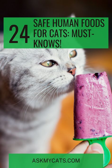 Discover 24 human foods that are safe and delightful for your cat to enjoy! 🐱🍴 #SafeFoods #CatDiet Cat Safe Human Food, Safe Foods For Cats, Cat Safe Foods, Human Food For Cats, Foods Cats Can Eat, Homemade Cat Food, Cat Diet, Best Cat Food, Cats Stuff