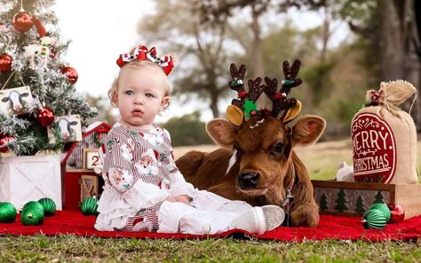 Cow Photoshoot, Highland Cow Pictures, Cow Photos, Farm Pictures, Mini Cows, Cow Christmas, Show Cattle, Family Christmas Pictures, Cow Pictures