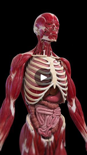 7.9K views · 387 reactions | 🚀 Explore the Dynamic Motions Inside Your Body 🚀   Discover the fascinating internal movements that keep us alive! From the rhythmic heartbeat that pumps blood, to the deep breaths filling our lungs, and the gentle peristalsis pushing food through the digestive tract.   Learn how these essential processes work together to sustain life and maintain health. Perfect for anyone curious about human physiology or looking to deepen their understanding of the body's functions.   #BodyDynamics #Heartbeat #Breathing #Digestion #SciePro #med #meded #science #anatomy #3d #education #health #medstudent #study | SciePro | SciePro · Original audio Inside Human Body, Science Anatomy, Human Physiology, Digestive Tract, Deep Breaths, Med Student, Deep Breath, Lungs, Working Together