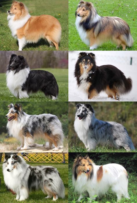 Collie Dog Puppy, Sheltie Tri Color, Sheltie Dogs Blue Merle, Shetland Sheepdog Puppy, Sheltie Colors, Shelty Dogs, Shelties Dogs, Sheltie Puppies For Sale, Sheltie Puppies