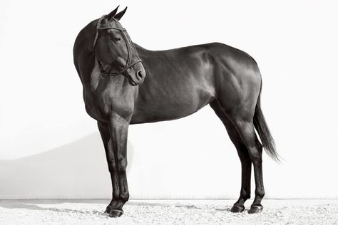 Attention I ��– Drew Doggett African Art Museum, Horses Photos, Horse Clothing, Island Horse, Horse Braiding, Exhibition Posters, Polo Horse, Photo Arts, Equine Portraits