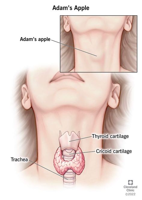 Adam Apple, Enlarged Thyroid, Adams Apple, Neck Tattoo For Guys, Thyroid Gland, Cleveland Clinic, The Bump, Medical Terms, Gender Identity