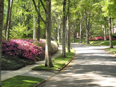 Tree Lined Neighborhood, Neighborhood Landscaping, Neighborhood Ideas, Tree Lined Street, Streetscape Design, Tree Lined Driveway, Luxury Landscaping, Leaf Blowers, Driveway Design