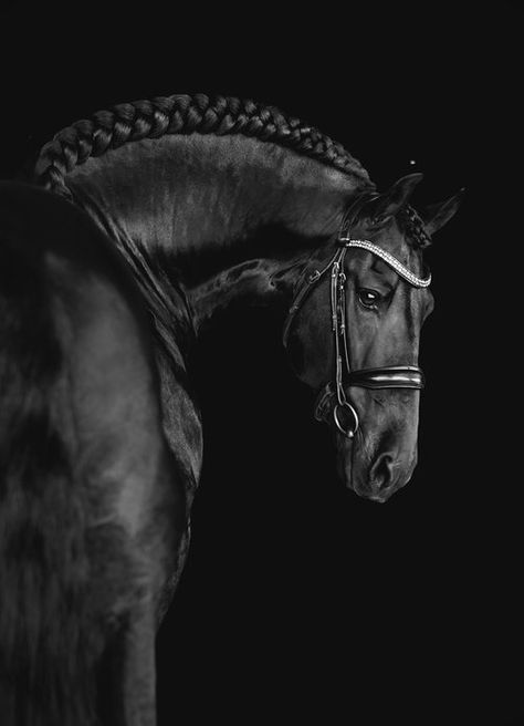 Horse Photography Art, Black Stallion Horse, Equestrian Jumping, Horse Photoshoot, Friesian Stallion, Equine Portraits, Horse Riding Clothes, Black Stallion, Equine Photographer