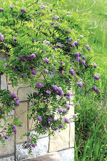 Kentucky Wisteria, Vermont Garden, American Wisteria, Chinese Wisteria, Powell Gardens, Wisteria Plant, Garden 2023, Wisteria Tree, Future Garden