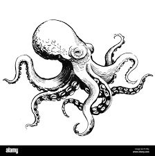 Octopus animal. Ink black and white drawing Stock Photo - Alamy Octopus Sketch, Octopus Drawing, Octopus Illustration, Octopus Tattoo Design, Octopus Tattoos, Jellyfish Print, Jellyfish Design, Tattoos Mandala, Sea Life Art