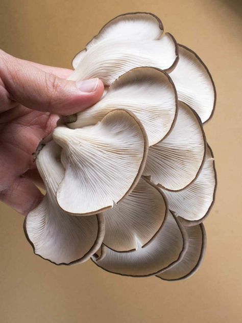 yellow oyster mushrooms Oyster Mushroom Identification, Vegan Oyster Mushroom Recipes, Oyster Stuffing Recipes, Oysters Mushrooms, Dinner Ideas Seafood, Fresh Mushrooms Recipes, Oyster Mushroom Recipes, Oyster Stuffing, Battered Mushrooms