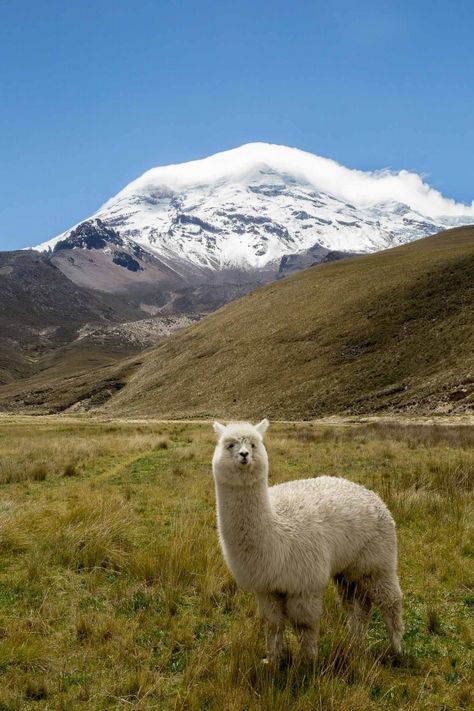 4 Ecuador Destinations That Will Make You Forget About the Galapagos | Roaming the Americas Ecuador Pictures, Ecuador Aesthetic, Ecuador Nature, Ecuador Photography, Galapagos Ecuador, Ecuador Travel, Central America Travel, Travel Photography Inspiration, Galapagos Islands