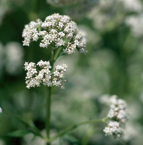 white-valerian-79123ec2 Big Indoor Plants, Best Houseplants, Easy Care Houseplants, Patio Trees, Scented Geranium, Smelling Flowers, Growing Vines, Jasmine Plant, Grow Food