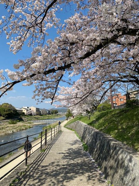 kyoto japan cherry blossoms Blossoms Aesthetic, Kyoto Japan Aesthetic, Kyoto Japan Cherry Blossom, Japan Countryside, Summer In Japan, Tokyo Aesthetic, Japan Lifestyle, Japanese Countryside, Japan Spring