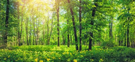 Panorama of beautiful green forest in summer. Nature scenery with yellow wild fl , #SPONSORED, #forest, #summer, #green, #Panorama, #beautiful #ad Green Ocean, Scenery Pictures, Tree Wallpaper, Summer Landscape, Green Forest, Forest Landscape, Popular Wallpaper, Summer Wallpaper, Landscape Trees