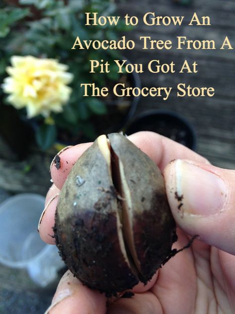 How to grow an avocado tree from a pit you got from an avocado at the grocery store Grow An Avocado Tree From A Pit, How To Grow Avocado From Pit, Growing Avocado From Pit, How To Grow An Avocado Tree From A Pit, How To Pick Avocado, Grow Avocado From Pit, Avocado Plant From Seed, Freeze Avocado, Avocado Pit