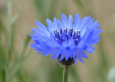 Cornflower: Centaurea cyanus Cornflower Flower, Centaurea Cyanus Flower, Blue Iris Flowers, Pansies Flowers, Pretty Plants, Floral Scent, Floral Display, Birthday Flowers, Types Of Flowers