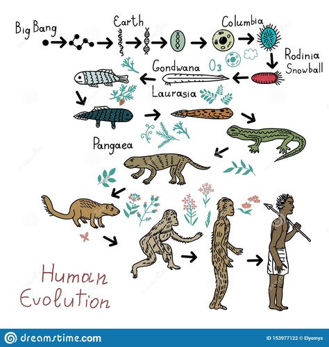 evolution - Google Search Human Evolution Timeline, Chest Workout At Home, 90s Bollywood Fashion, Human Illustration, Evolutionary Biology, Water Creatures, Human Evolution, 90s Bollywood, Chest Workout