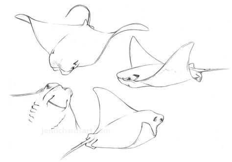 rays | Jen Richards Simple Manta Ray Drawing, Manta Ray Reference, Cownose Sting Ray Tattoo, Stingray Line Drawing, Cownose Stingray Tattoos, Simple Stingray Drawing, Bat Ray Tattoo, Manta Ray Doodle, Stingray Tattoo Simple