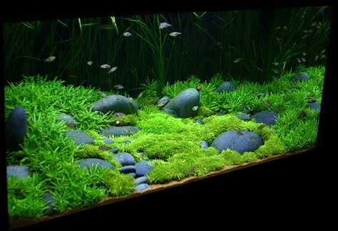 Underwater lawn Stone Aquascape, Aquarium Inspiration, Axolotl Tank, Fish Tank Themes, Grass Plants, Amazing Aquariums, Fish Tank Terrarium, Aquascape Design, Fish Tank Design