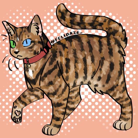 this picrew is made to create realistic cat coat designs, and structured to resemble a simplified idea of how cat genetics work. you don't have to make a realistic cat if you don't want to, though! instructions are included if you want to make a cat the way I've designed the picrew to be used but they're optional. disclaimers: - not all possible cat coats can be created with this, either because I don't have a full understanding of how the traits work (I don't add anything to this picrew tha Cat Genetics, Tiger Paw, Warrior Cat Oc, Cat Oc, Warrior Cat, My Oc, Funny Cute Cats, Im Bored, Coat Design