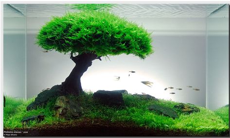 :: Crafty :: Tanks :: Screen shot 2011-05-15 at 19.08.34 Moss Tree, Green Pond, Aquascape Design, Aquarium Terrarium, Live Aquarium Plants, Aquarium Landscape, Nature Aquarium, Live Aquarium, Floating Plants